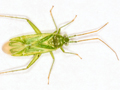 Brachynotocoris puncticornis